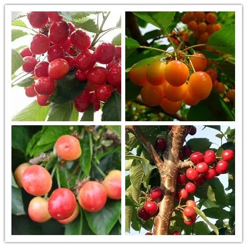 c7c7娱涝旖台官网入口(中国)官方网站